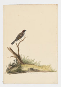 Drawing of a male Eurasian Tree Sparrow from a 18th century specimen [modern geographical distribution: Europe, Asia, Oceania, Australia, the Northeastern United States, and Eastern Canada. Attributed to Paillou, Peter, c.1720 – c.1790]