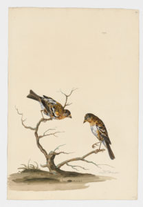 Drawing of a pair of male Bramblings with winter plumage from 18th century specimens [modern geographical distribution: Europe, Asia, the United States, and Canada. Attributed to Paillou, Peter, c.1720 – c.1790]
