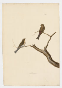 Drawing of a pair of Twites from 18th century specimens [modern geographical distribution: Europe, the Middle East, and Central Asia. Attributed to Paillou, Peter, c.1720 – c.1790]