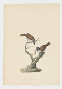 Drawing of a pair of Dark-eyed Juncos from 18th century specimens [modern geographical distribution: the United States, Canada, and Mexico. Attributed to Paillou, Peter, c.1720 – c.1790]