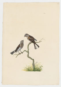 Drawing of a pair of male and female Reed Buntings from 18th century specimens [modern geographical distribution: Europe, the Middle East, Central Asia, and Northeast Asia. Attributed to Paillou, Peter, c.1720 – c.1790]
