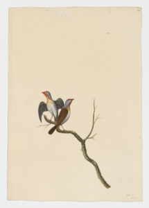 Drawing of a pair of Green Winged Pytilias from 18th century specimens [modern geographical distribution: Sub-Saharan Africa. Attributed to Paillou, Peter, c.1720 – c.1790]