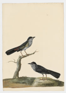 Drawing of a pair of Eurasian Blackcaps from 18th century specimens [modern geographical distribution: Europe, the Middle East, and Africa. Attributed to Paillou, Peter, c.1720 – c.1790]
