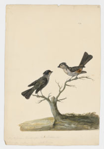 Drawing of a pair of Tufted Titmouses from 18th century specimens [modern geographical distribution: the Eastern United States and Southeastern Canada. Attributed to Paillou, Peter, c.1720 – c.1790]