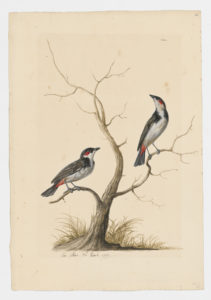Drawing of a pair of Red-whiskered Bubuls from 18th century specimens [modern geographical distribution: India, Southeast Asia, Indonesia, and Australia]