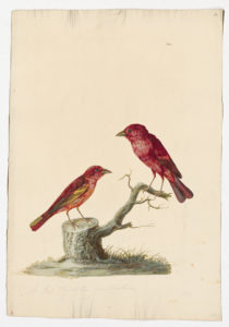 Drawing of a pair of Summer Tanagers from 18th century specimens [modern geographical distribution: the United States, Southern Canada, Central America, the Caribbean, and Northern South America. Attributed to Paillou, Peter, c.1720 – c.1790]