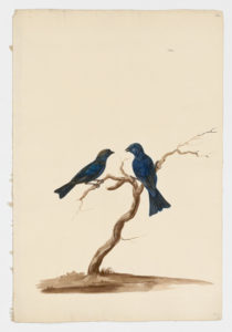 Drawing of a pair of male Indigo Buntings from 18th century specimens [modern geographical distribution: North America as far south as Northern Colombia. Attributed to Paillou, Peter, c.1720 – c.1790]