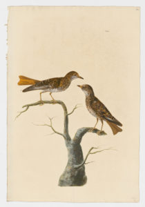 Drawing of a pair of Rufous-tailed Rock Thrushes from 18th century specimens [modern geographical distribution: Southern Europe, East Africa, Central Asia. Attributed to Paillou, Peter, c.1720 – c.1790]