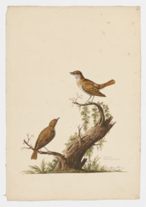 Drawing of a pair of Common Nightingales from 18th century specimens [modern geographical distribution: Europe, the Middle East, Africa, and Central Asia]