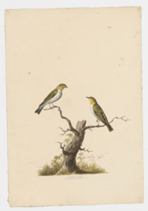 Drawing of a pair of Wood Warblers from 18th century specimens [modern geographical distribution: Europe, the Middle East, and West Africa]