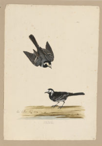 Drawing of a pair of White Wagtais--also known as a Pied Wagtails--from 18th century specimens [modern geographical distribution: Europe, Asia, West Africa, and the Horn of Africa]