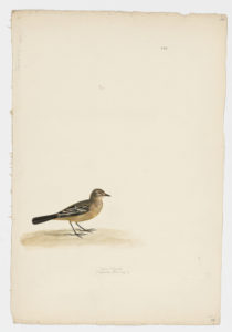 Drawing of a Western Yellow Wagtail from a 18th century specimen [modern geographical distribution: Europe, Asia, and Africa. Attributed to Paillou, Peter, c.1720 – c.1790]