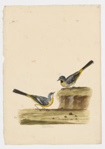 Drawing of a pair of Gray Wagtails from 18th century specimens [modern geographical distribution: Europe, Asia, and East Africa]