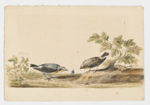 Drawing of a pair of Northern Wheatears from 18th century specimens [modern geographical distribution: Europe, Central Asia, Africa, and North America. Attributed to Collins, Charles]