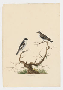 Drawing of a pair of male and female European Pied Flycatchers from 18th century specimens [modern geographical distribution: Europe, the Middle East, Central Asia, North Africa, and West Africa]