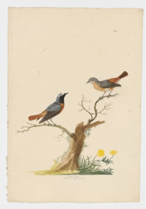 Drawing of a pair of male and female Common Redstarts from 18th century specimens [modern geographical distribution: Europe, the Middle East, Central Asia, North Africa, West Africa, and East Africa. Attributed to Paillou, Peter, c.1720 – c.1790]