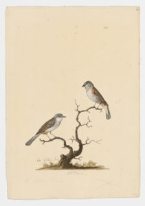 Drawing of a pair of Common Whitethroats--also known as Greater Whitethroats--from 18th century specimens [modern geographical distribution: Europe, the Middle East, Africa, and Central Asia]