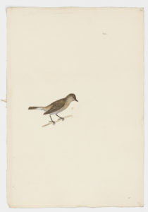 Drawing of a Garden Warbler from a 18th century specimen [modern geographical distribution: Europe, the Middle East, and Africa. Attributed to Paillou, Peter, c.1720 – c.1790]