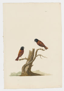 Drawing of a pair of Chestnut Munias from 18th century specimens [modern geographical distribution: India, Southeast Asia, and Indonesia. Attributed to Paillou, Peter, c.1720 – c.1790]