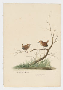 Drawing of a pair of Eurasian Wrens from 18th century specimens [modern geographical distribution: Europe, Central Asia, Northeast Asia, and North America]