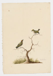 Drawing of a pair of male and female Common Firecests from 18th century specimens [modern geographical distribution: Europe, North Africa, and Turkey]