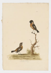 Drawing of a pair of male and female European Stonechats from 18th century specimens [modern geographical distribution: Europe and North Africa and well as from Africa and Asia sporadically]