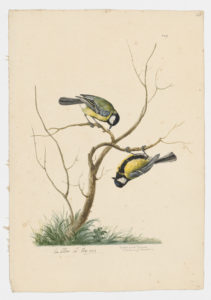 Drawing of a pair of Great Tits from 18th century specimens [modern geographical distribution: Europe, the Middle East, and Asia]