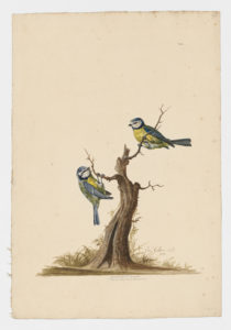 Drawing of a pair of Eurasian Blue Tits from 18th century specimens [modern geographical distribution: Europe and the Middle East]
