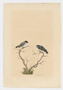 Drawing of a pair of Coal Tits from 18th century specimens [modern geographical distribution: Europe, the Middle East, and Asia. Attributed to Paillou, Peter, c.1720 – c.1790]