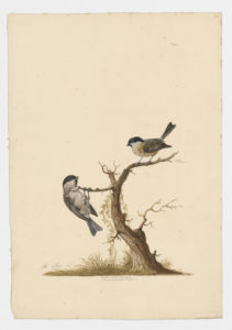 Drawing of a pair of Marsh Tits from 18th century specimens [modern geographical distribution: Europe and East Asia]