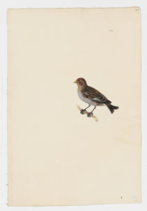 Drawing of a nonbreeding female Snow Bunting from a 18th century specimen [modern geographical distribution: the United States, Canada, Europe, Central Asia, and Northeast Asia. Attributed to Paillou, Peter, c.1720 – c.1790]