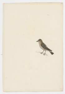 Drawing of a Eurasian Blackcap from a 18th century specimen [modern geographical distribution: Europe, the Middle East, and Africa. Attributed to Paillou, Peter, c.1720 – c.1790]
