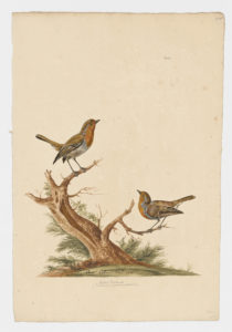 Drawing of a pair of European Robins from 18th century specimens [modern geographical distribution: Europe, North Africa, the Middle East, and Central Asia]