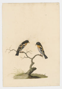 Drawing of a pair of male Bramblings from 18th century specimens [modern geographical distribution: Europe, Asia, the United States, and Canada. Attributed to Paillou, Peter, c.1720 – c.1790]