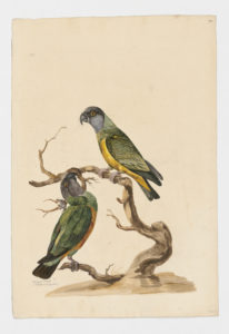 Drawing of a pair of Senegal Parrots from 18th century specimens [modern geographical distribution: West Africa and Southern Europe. Attributed to Paillou, Peter, c.1720 – c.1790]