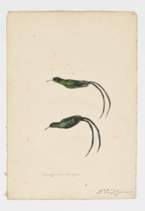 Drawing of a pair of Streamertails from 18th century specimens [modern geographical distribution: Jamaica]