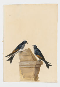 Drawing of a pair of Cliff Swallows from 18th century specimens [modern geographical distribution: Central America and South America. Attributed to Paillou, Peter, c.1720 – c.1790]