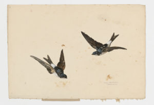 Drawing of a pair of Common House Martins from 18th century specimens [modern geographical distribution: Europe, Turkey, and the Middle East; there is also an East Asian subpopulation. Attributed to Van Huysum, J.]