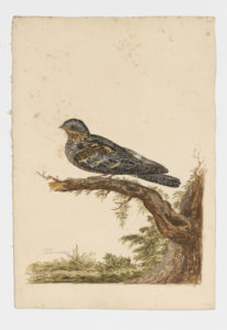 Drawing of a Eurasian Nightjar from a 18th century specimen [modern geographical distribution: Europe, South Africa, Kenya, Tanzania, Central Asia, and the Middle East]