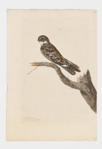Drawing of a Common Nighthawk from a 18th century specimen [modern geographical distribution: the United States, Canada, Mexico, Central America, the Caribbean, and South America. Attributed to Paillou, Peter, c.1720 – c.1790]