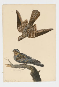 Drawing of a pair of Eurasian Nightjars from 18th century specimens [modern geographical distribution: Europe, South Africa, Kenya, Tanzania, Central Asia, and the Middle East]