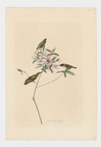Drawing of a trio of Ruby-throated Hummingbirds from 18th century specimens [modern geographical distribution: the United States, Canada East of Rockies, the Canadian Prairies, Mexico, and Central America. Attributed to Paillou, Peter, c.1720 – c.1790]