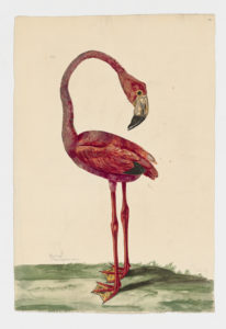 Drawing of an American Flamingo from a 18th century specimen [modern geographical distribution: the Southern coast of the United States, Mexico, the Caribbean, Northern South America, Southern Africa, East Africa, and Southern Europe. Attributed to Paillou, Peter, c.1720 – c.1790]