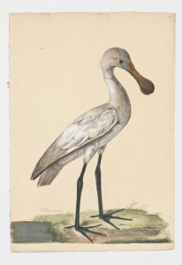 Drawing of a Eurasian Spoonbill from a 18th century specimen [modern geographical distribution: Europe, the Middle East, India, Northeast Asia, and Africa. Attributed to Paillou, Peter, c.1720 – c.1790]