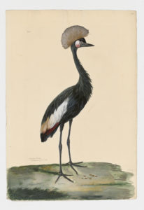 Drawing of a male Black Crowned Crane from a 18th century specimen [modern geographical distribution: Africa. Attributed to Paillou, Peter, c.1720 – c.1790]