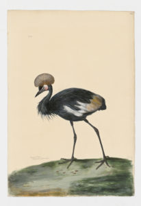 Drawing of a male Black Crowned Crane from a 18th century specimen [modern geographical distribution: Africa. Attributed to Paillou, Peter, c.1720 – c.1790]