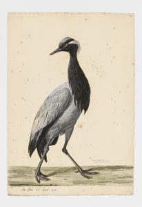 Drawing of a Demoiselle Crane from a 18th century specimen [modern geographical distribution: Europe, the Middle East, Central Asia, India, Northeast Asia, West Africa, and East Africa]
