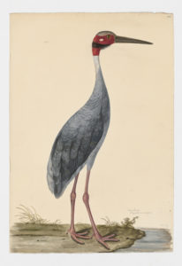 Drawing of a Sarus Crane from a 18th century specimen [modern geographical distribution: India, Southeast Asia, and Australia. Attributed to Paillou, Peter, c.1720 – c.1790]