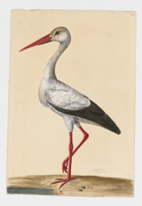 Drawing of a White Stork from a 18th century specimen [modern geographical distribution: Europe, Africa, the Middle East, and India. Attributed to Paillou, Peter, c.1720 – c.1790]
