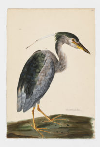Drawing of a Black-crowned Night Heron from a 18th century specimen [modern geographical distribution: North America, South America, Europe, Africa, and Asia. Attributed to Paillou, Peter, c.1720 – c.1790]